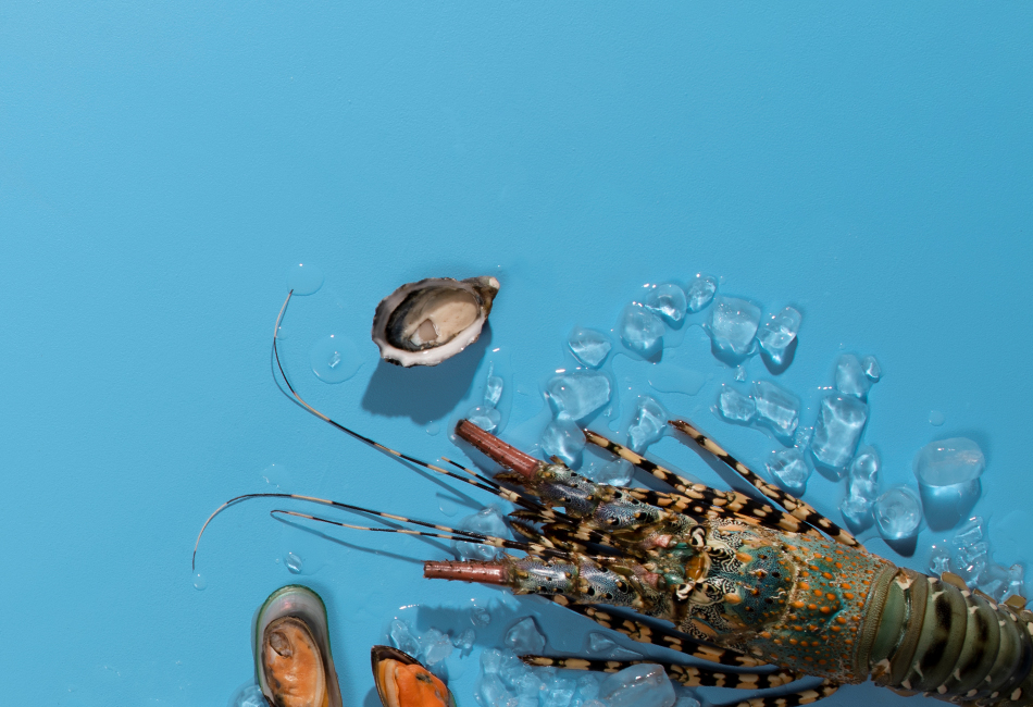 seafood guide sustainable seafood