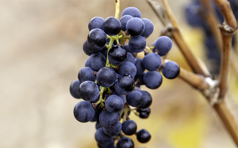 Tempranillo grapes